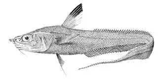Coryphaenoides ferrieri
