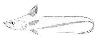 Coryphaenoides filicauda