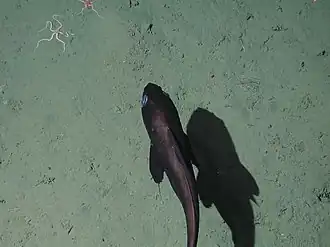 Coryphaenoides filifer