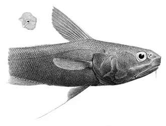 Coryphaenoides liocephalus