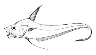 Coryphaenoides mediterraneus