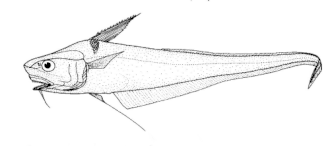 Coryphaenoides murrayi