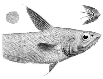 Coryphaenoides nasutus