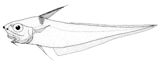 Coryphaenoides serrulatus
