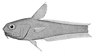 Coryphaenoides spinulosus