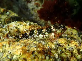 Coryphoblennius galerita