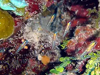 Coryphopterus personatus