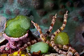 Corythoichthys benedetto