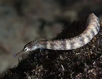 Corythoichthys intestinalis