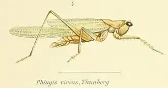 Coscineuta virens