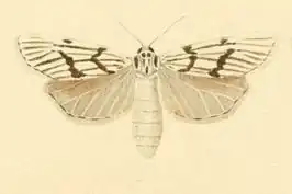 Coscinia bifasciata