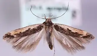 Cosmardia moritzella