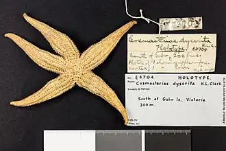 Cosmasterias dyscrita