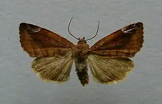 Maanuiltje (Cosmia pyralina)