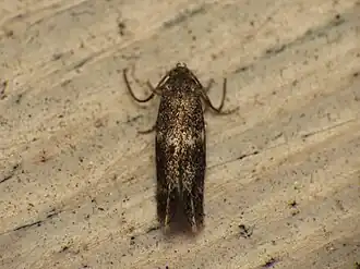 Cosmiotes freyerella