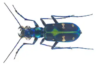 Cicindela duponti