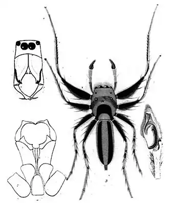 Cosmophasis micarioides