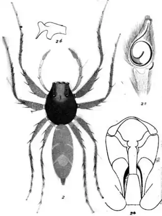 Cosmophasis modesta