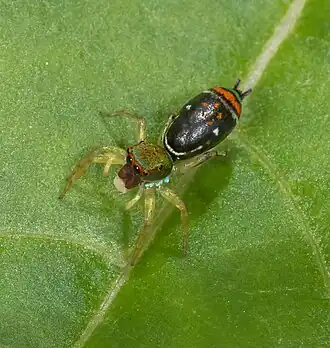 Cosmophasis valerieae
