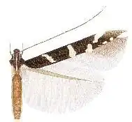 Cosmopterix abnormalis