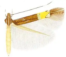 Cosmopterix clemensella