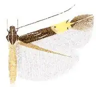 Cosmopterix damnosa