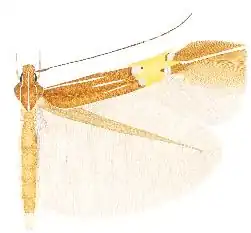 Cosmopterix ebriola