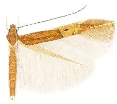 Cosmopterix fernaldella