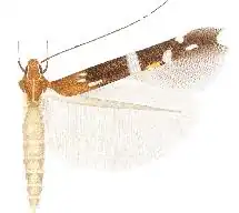 Cosmopterix irrubricata