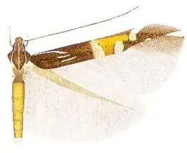Cosmopterix montisella