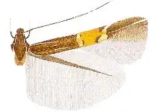 Cosmopterix ochleria