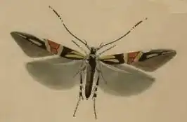 Cosmopterix orichalcea