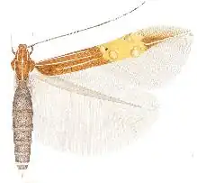 Cosmopterix pentachorda