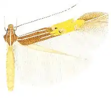 Cosmopterix quadrilineella