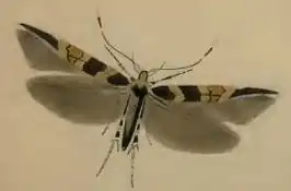 Cosmopterix schmidiella