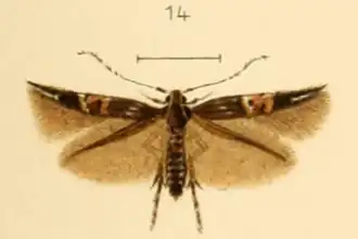 Cosmopterix turbidella
