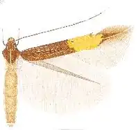 Cosmopterix xanthura
