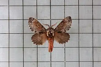 Cosmotriche discitincta