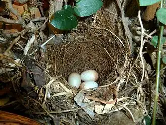 Nest in vijgenboom.