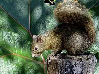 Midden-Amerikaanse bergeekhoorn