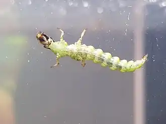 Costachorema xanthopterum