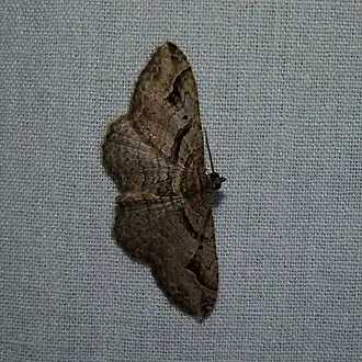 Costaconvexa centrostrigaria