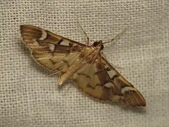 Cotachena histricalis