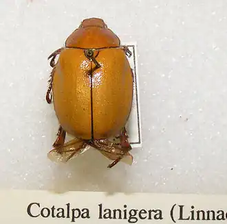 Cotalpa lanigera