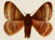 Cotana brunnescens