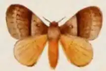 Cotana erectilinea