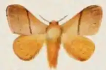 Cotana joiceyi