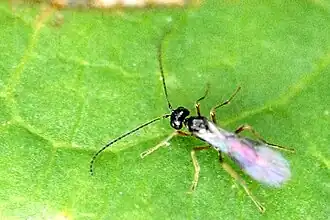 Cotesia tetrica
