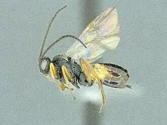 Cotesia melitaearum