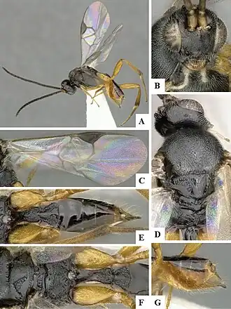 Cotesia pistrinariae